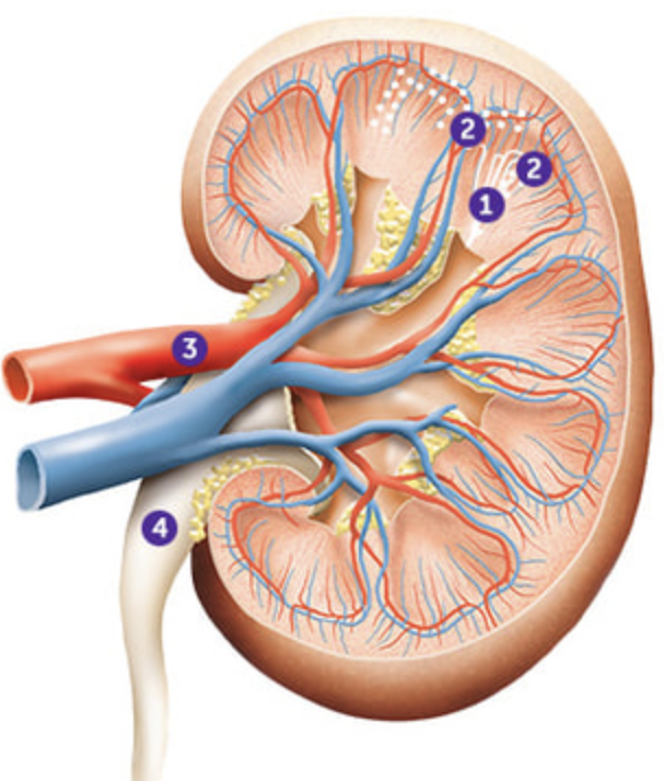 How kidneys work and function in our body.